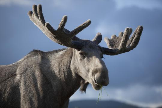An-elk-bull-at-Christer-Johansson-elkfar