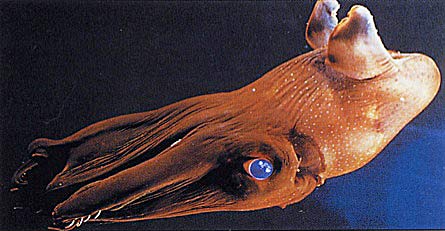 vampire-squid-blue-eyes
