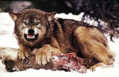 Wyoming-Wolf1