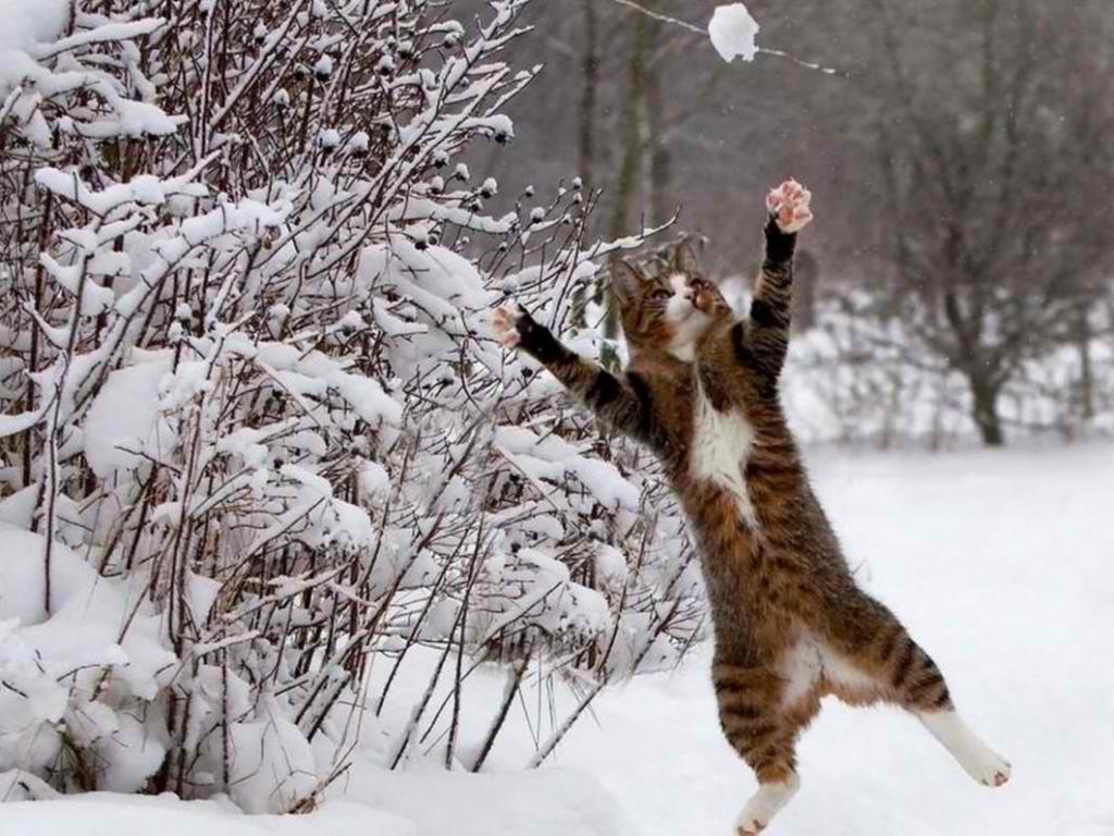 0a4e8d Katze im Schnee