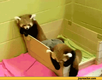 gif-red-panda-cutie-693944