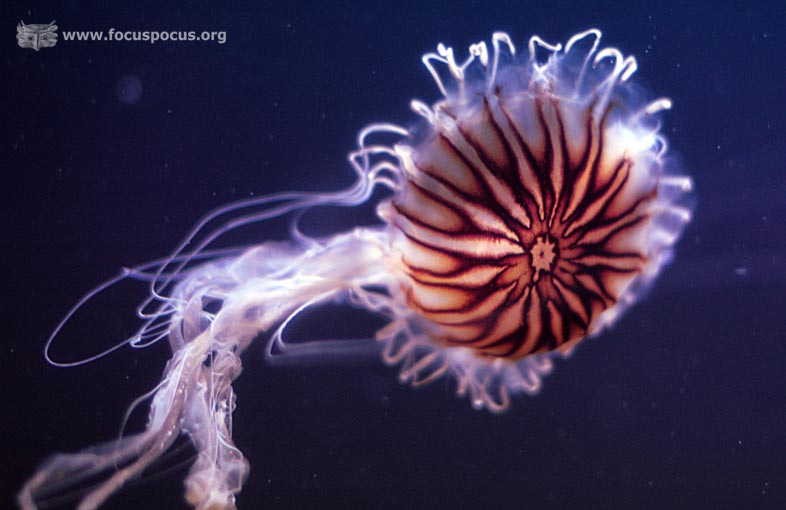 0124 jellyfish