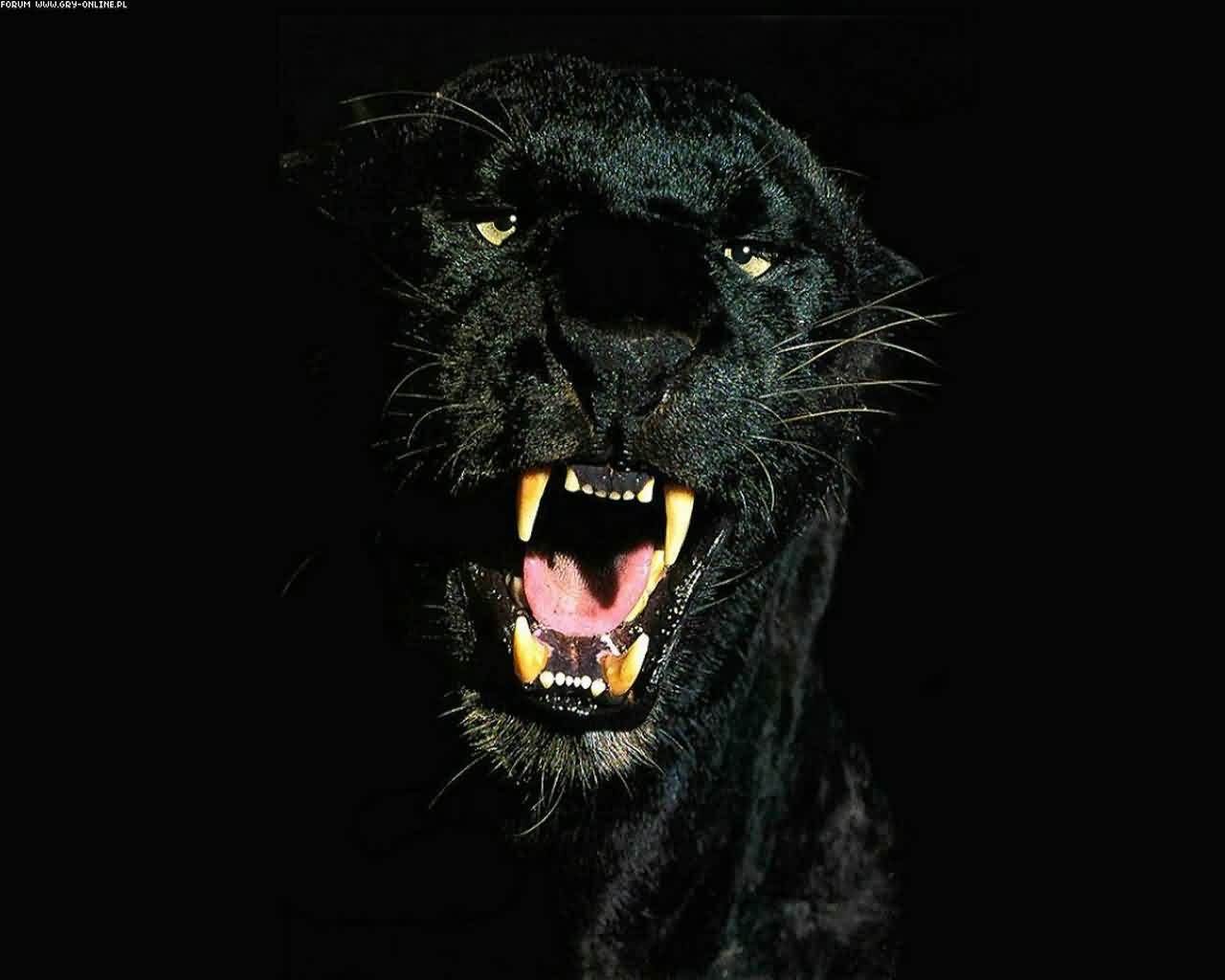 black-panther-1280x1024