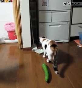 1436462745 cat startled by cucumber