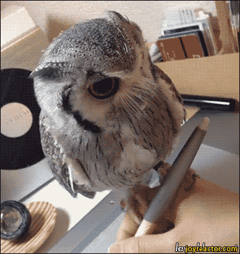 gif-owl-1298272
