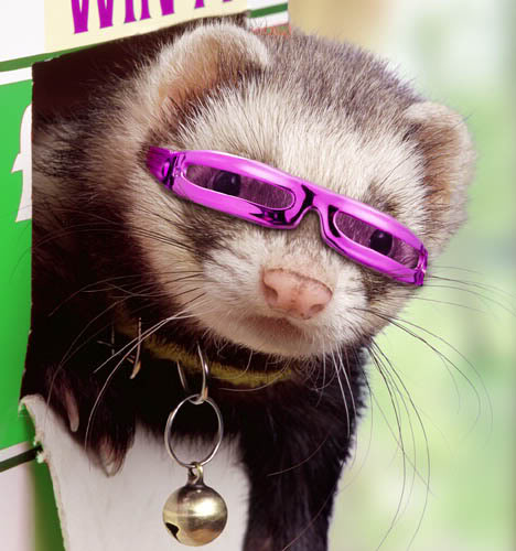ferrets with glasses