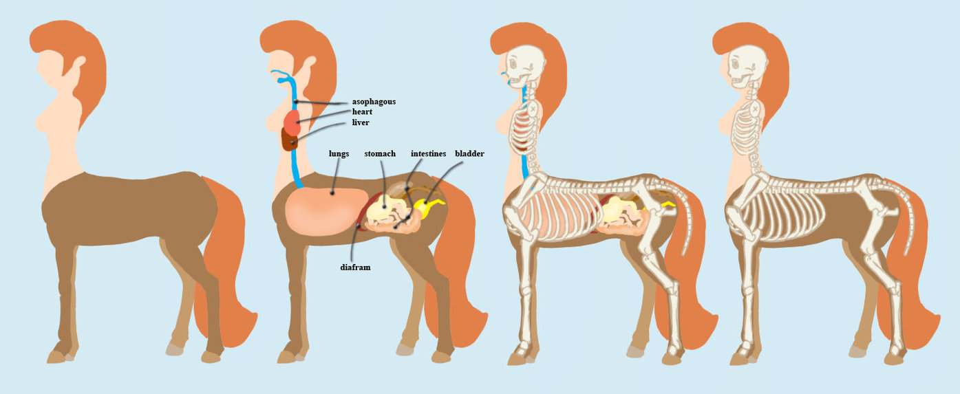 Kim  s centaur anatomy by Abrr2000