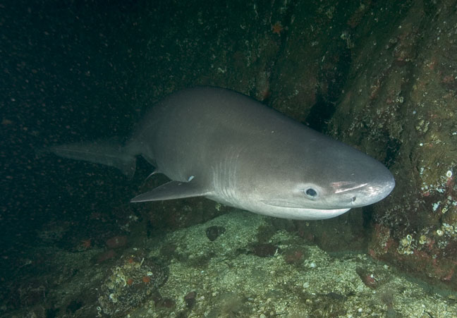Bluntnose-sixgill-shark-large