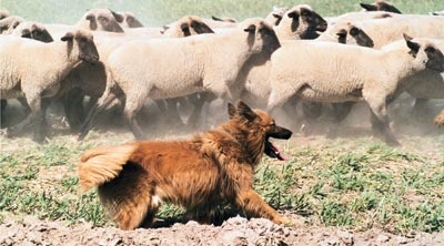 Der Own3d Bilderthread arbeitshund3jpg