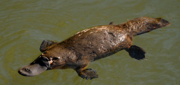 t43ebc8_duck-billed-platypus.jpg