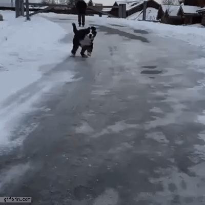 dog-on-an-icy-road