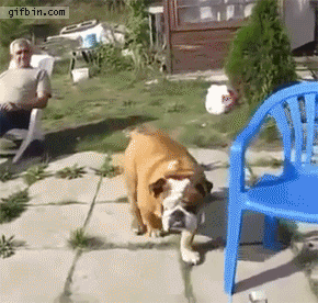 1395084569 bulldog climbs on chair and s