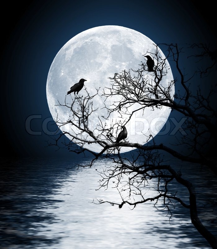 1736408 187512 ravens sitting on a tree 