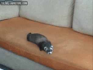 funny-gif-ferret-play-sofa