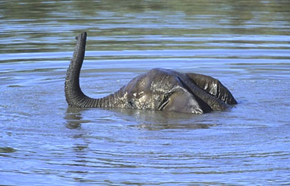 swimming elephant1