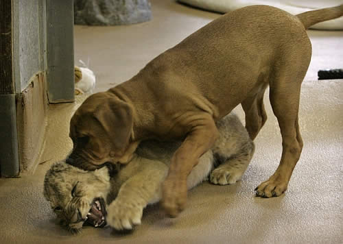 puppy-vs-lion-cub-15