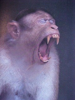 macaque threat