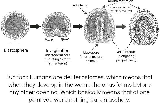 fun-fact-humans-are-deuterostomes