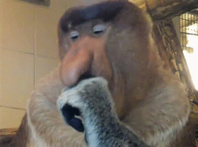 animal-gifs-gigantic-nose-monkey