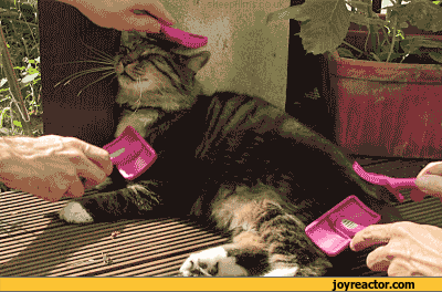 gif-cats-care-833381