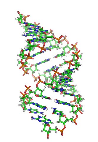 A-DNA orbit animated