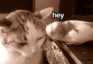 funny-gif-cat-parrot-angry-annoying
