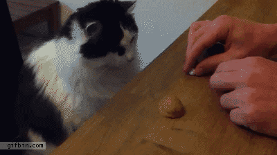 1339092313 cat plays shell game