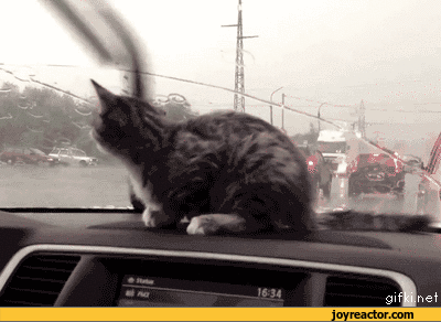 gif-cat-car-windscreen-wiper-714977