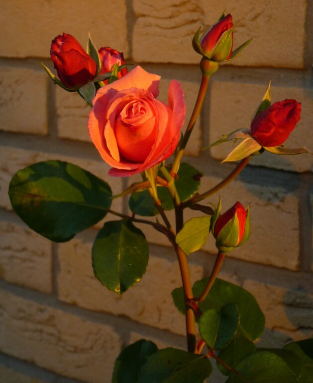 Das lustige Google Spiel die-eine-rose
