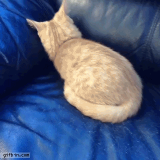 1404749803 cat hiding in a couch