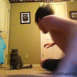 funny-pictures-cat-attacking-boy-animate