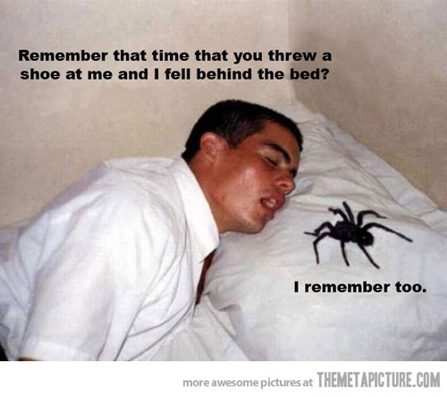 Funny Pictures T655ec1_funny-spider-pillow-guy-sleeping