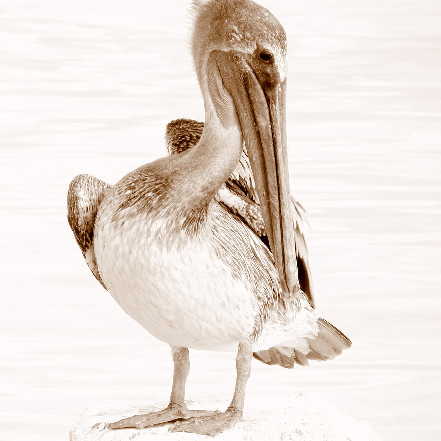 young-pelican-dorothy-menera