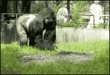 14 Gorilla throw GIF