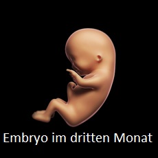 Embryo dritter Monat