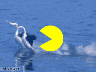 1298985421 pacman-chasing-swans