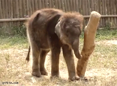 1397152783 baby elephant vs wooden pole