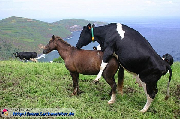hot kinky anal sex porn man fuck goat porn