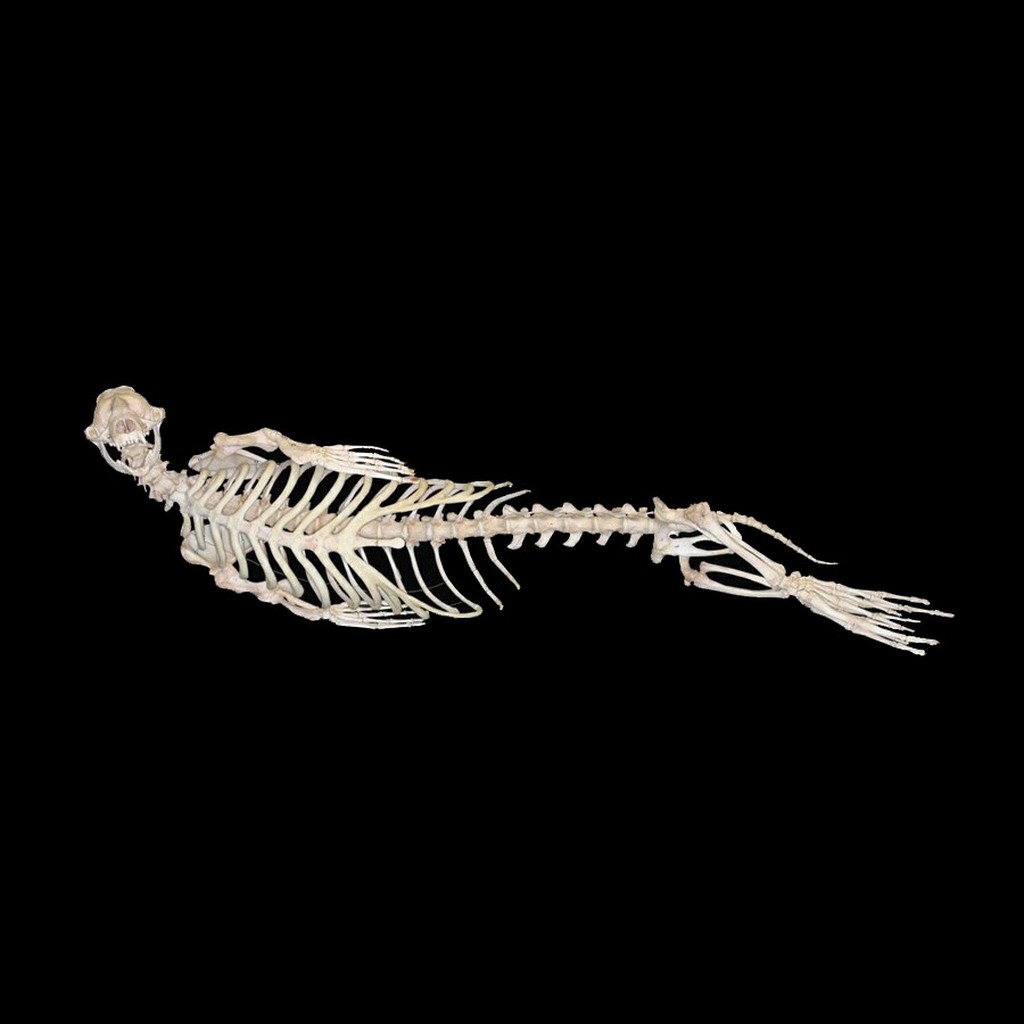seehund skelett