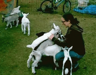 killer-baby-goats-attack-o