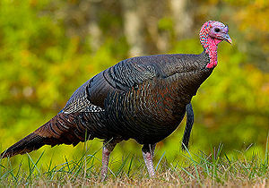 300px-Wild turkey eastern us