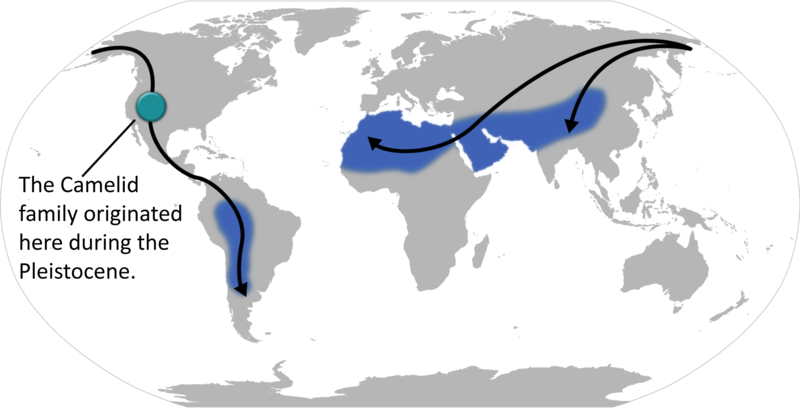 800px-Camelid locations and migration