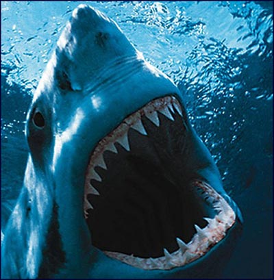 shark 16 lr
