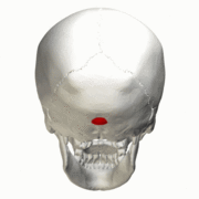 180px External occipital protuberance an