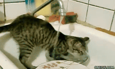 Katze-spuelt-das-dreckige-Geschirr