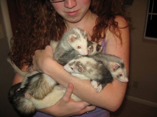 house-full-of-ferrets