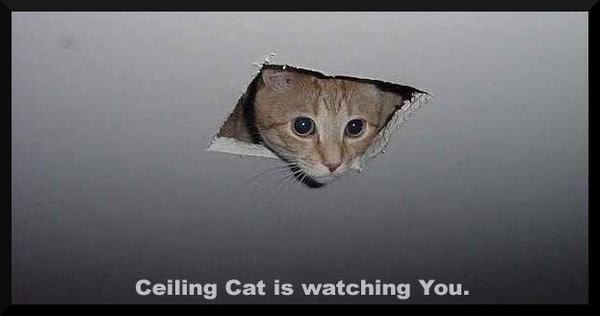 ceiling cat