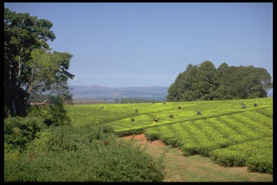 Malawi 1988 0009 Teeplantage