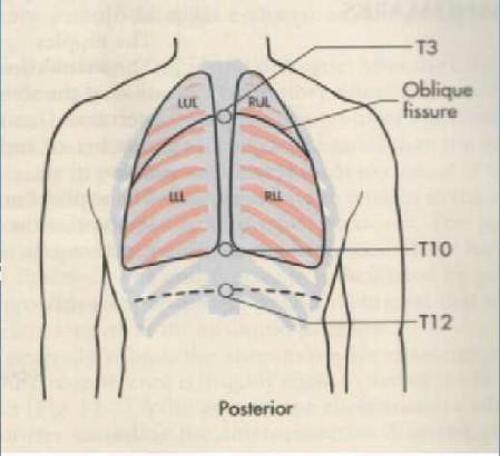 posterior lungs1341270126571