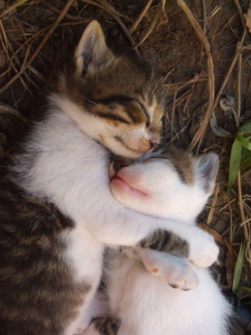 Poste ein Bild welches zeigt wie es dir gerade geht- Thread d97dfd kitten-hug1